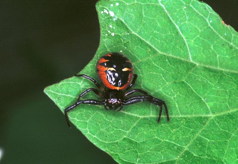 Synaema_globosum_F2186_Z_88_Les Gris_Frankrijk.jpg